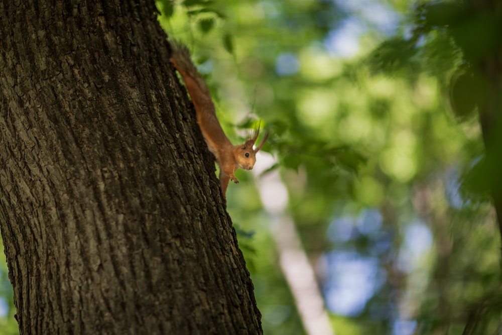 a squirrel is sitting on a tree branch