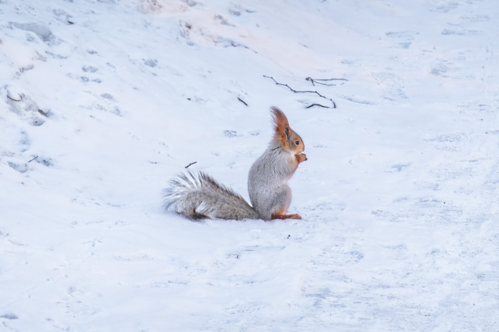 a squirrel is sitting in the snow and eating
