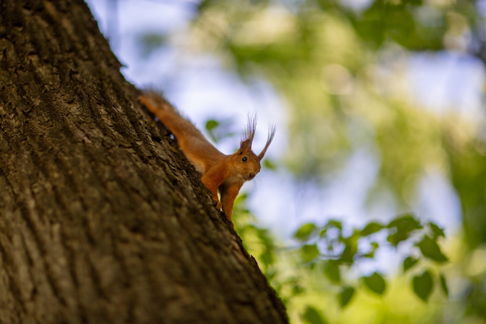 a squirrel sitting on the side of a tree trunk