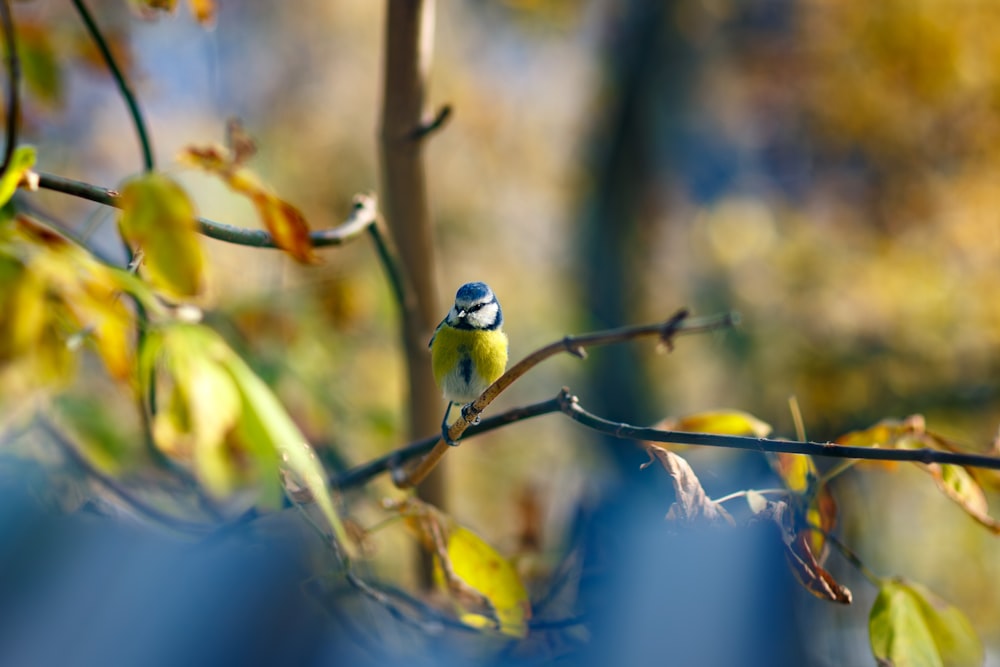 a small bird sitting on top of a tree branch