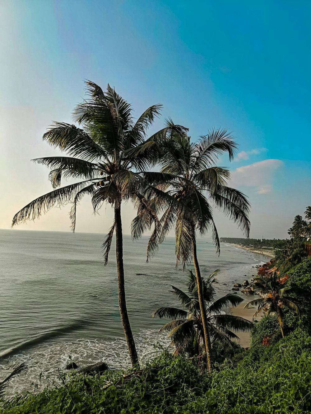a view of a beach with palm trees and the ocean