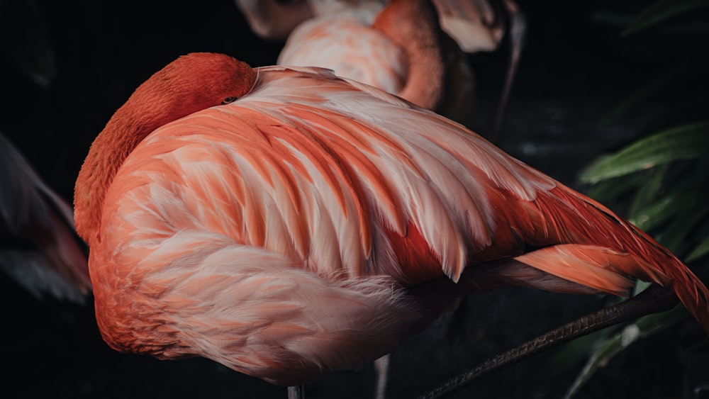 a close up of a flamingo standing on a branch