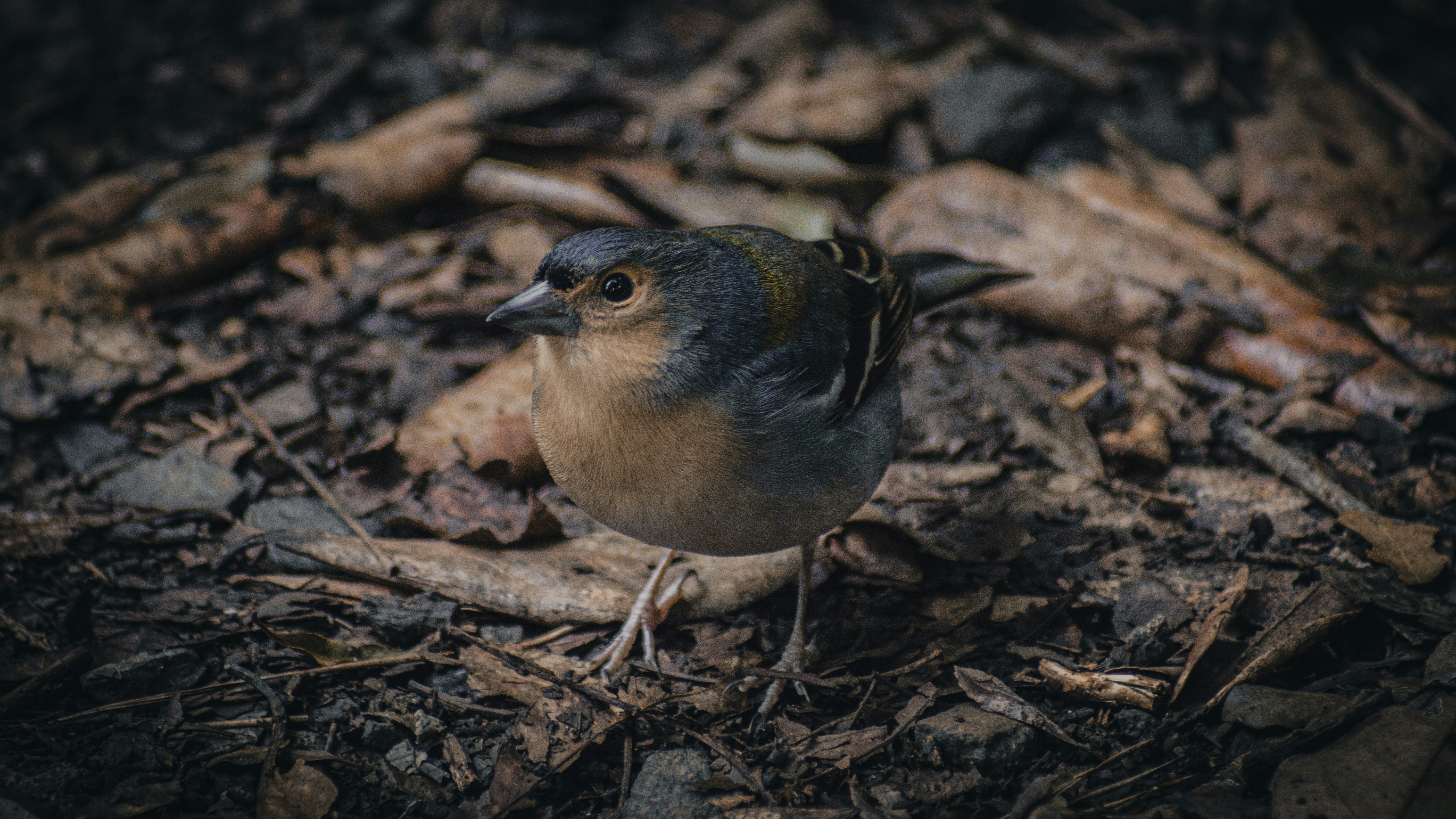 un uccellino è in piedi a terra