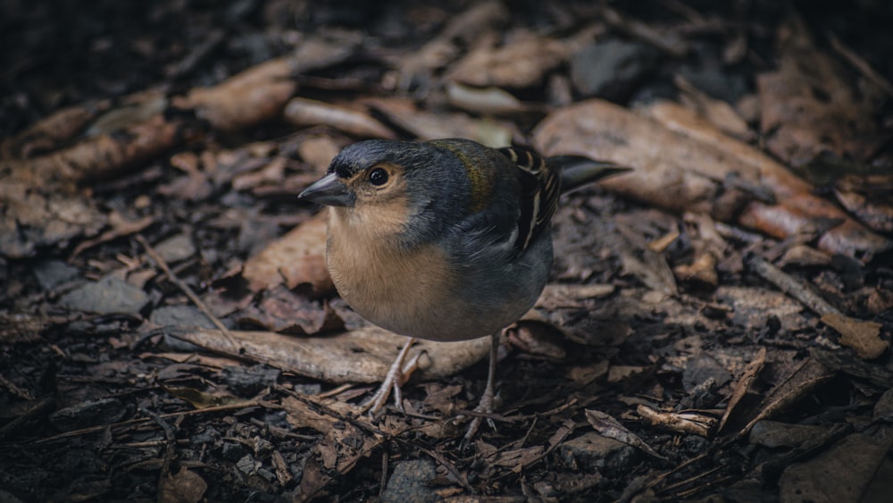 a small bird is standing on the ground
