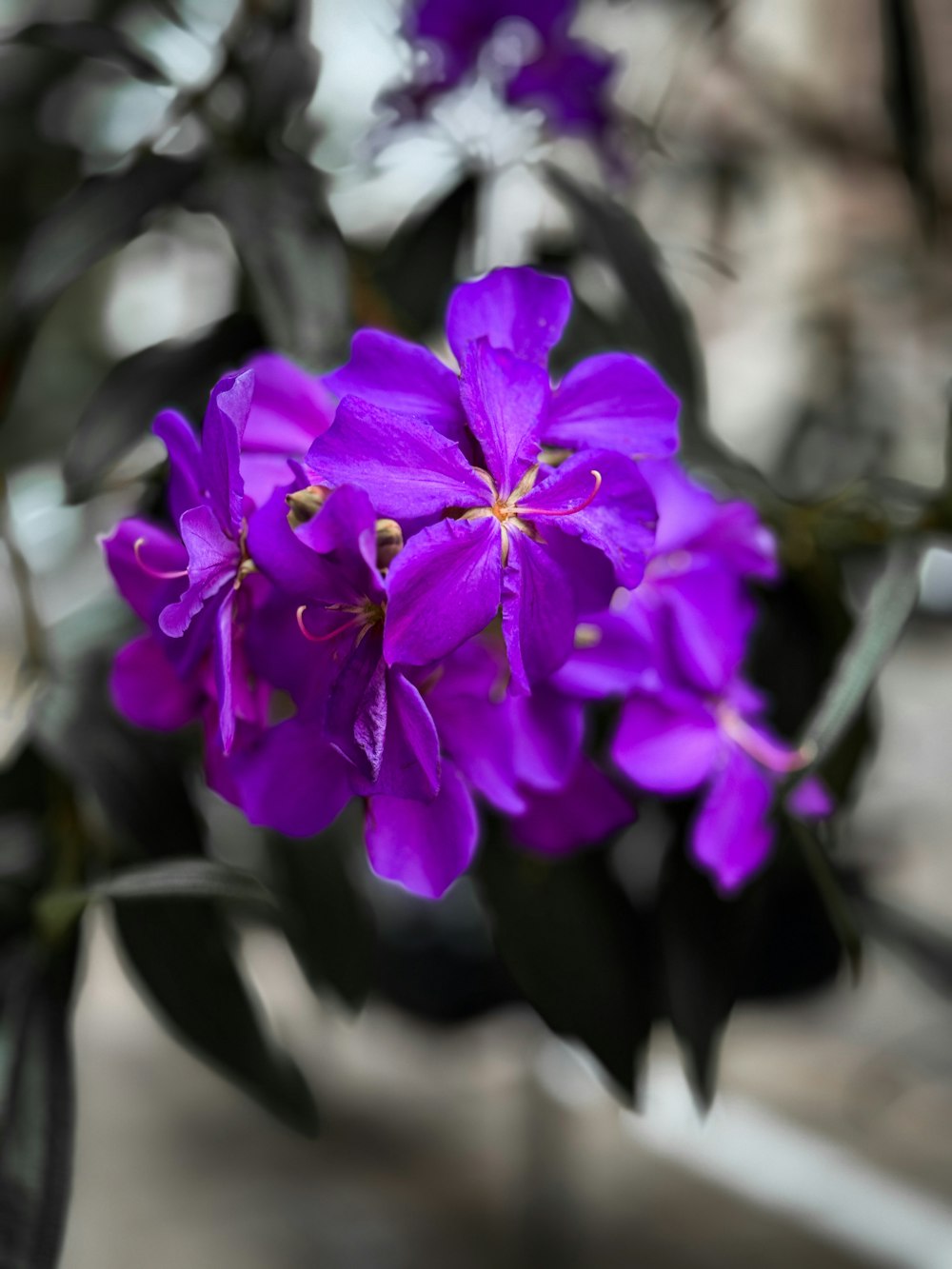 a close up of a purple flower on a plant