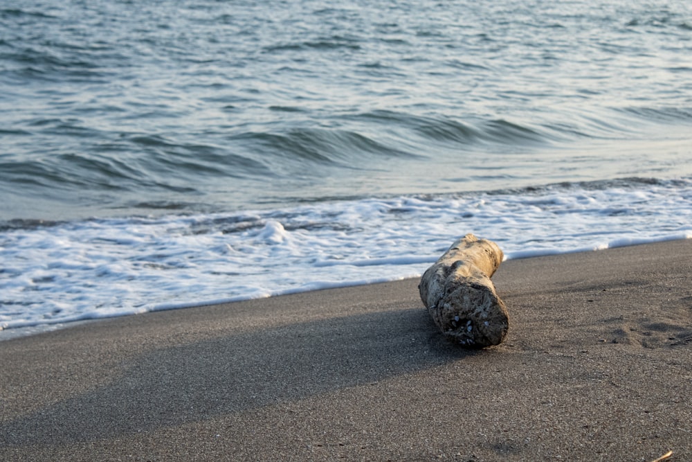 a dog walking on a beach near the ocean