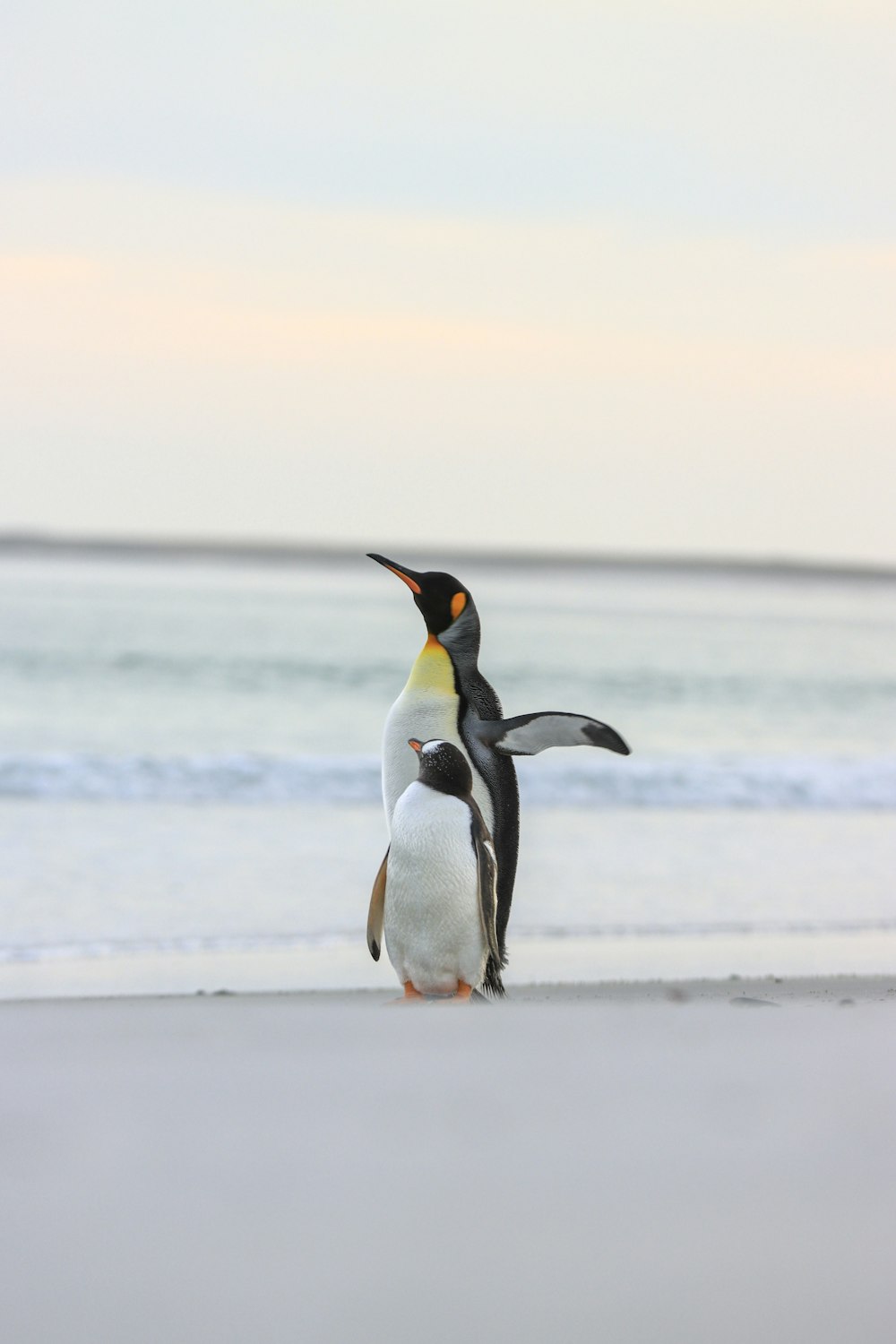 a couple of penguins standing on top of a beach