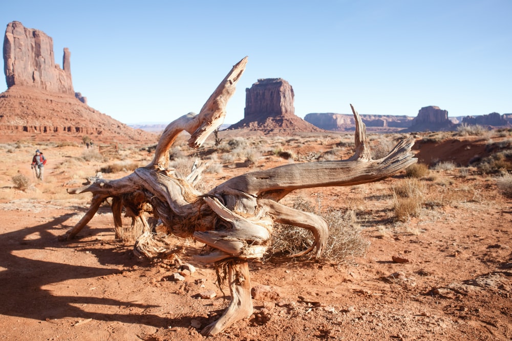 a dead tree in the middle of a desert