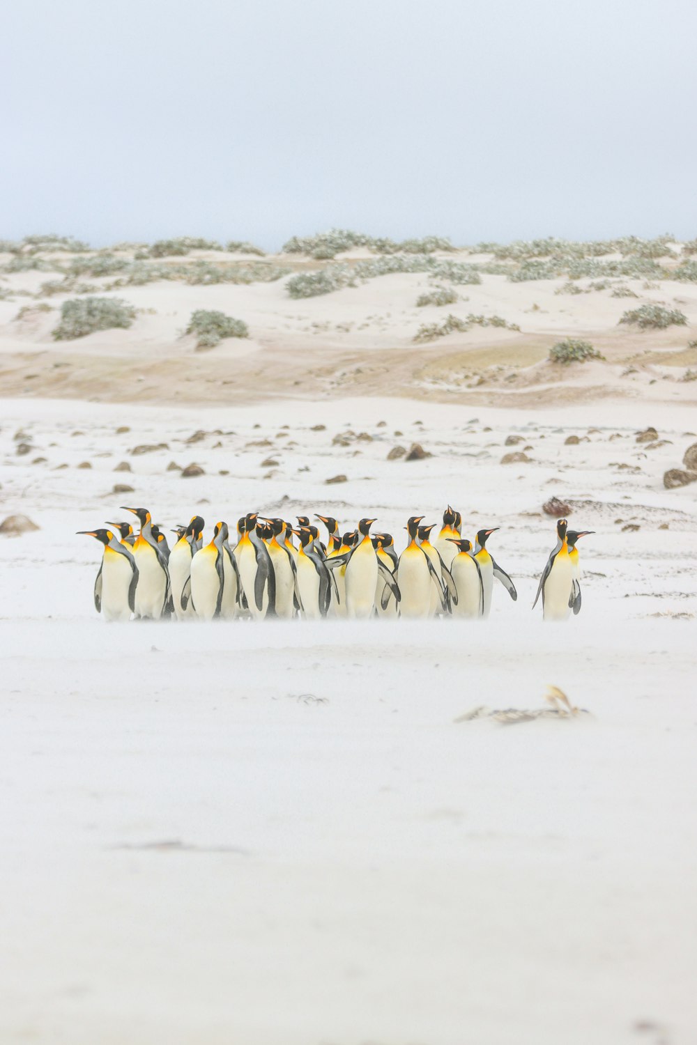 a group of penguins walking across a sandy beach
