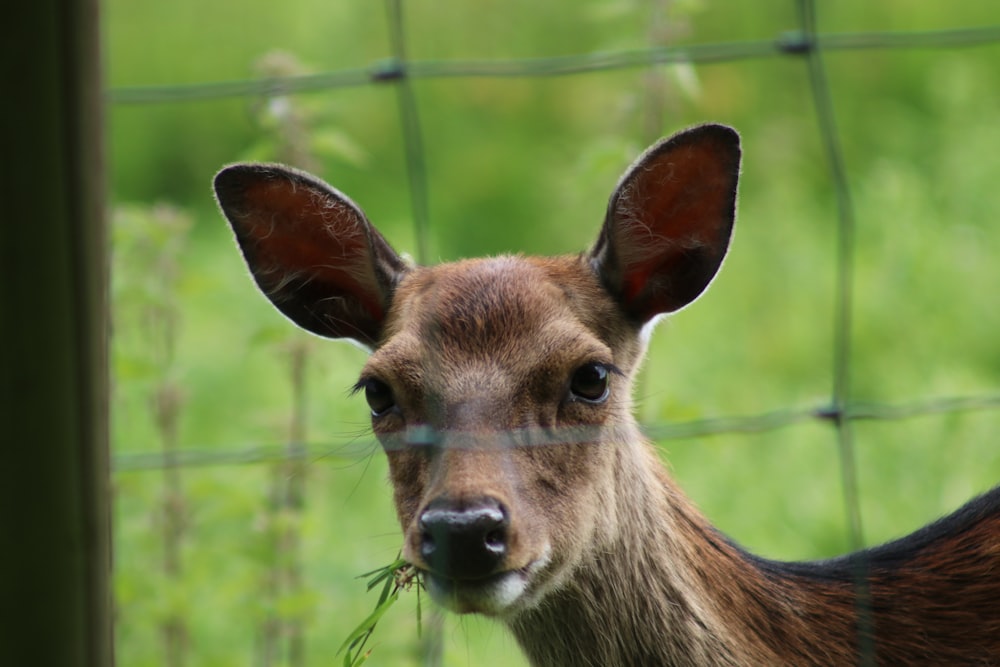 a deer is standing behind a wire fence