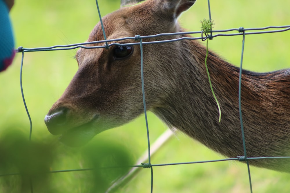 a deer sticking its head through a wire fence