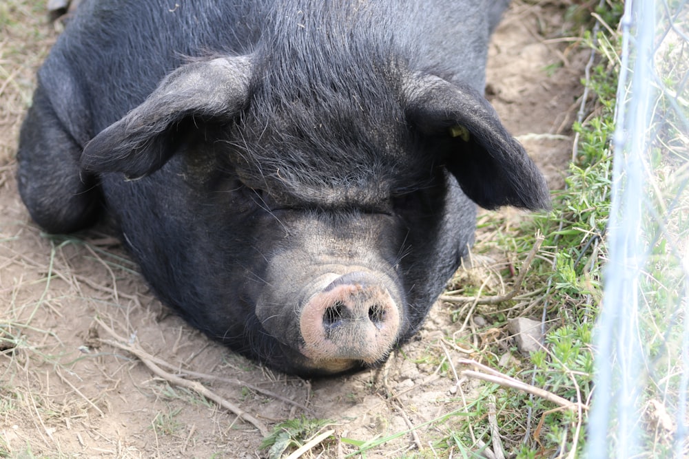a large black pig laying on top of a dirt field