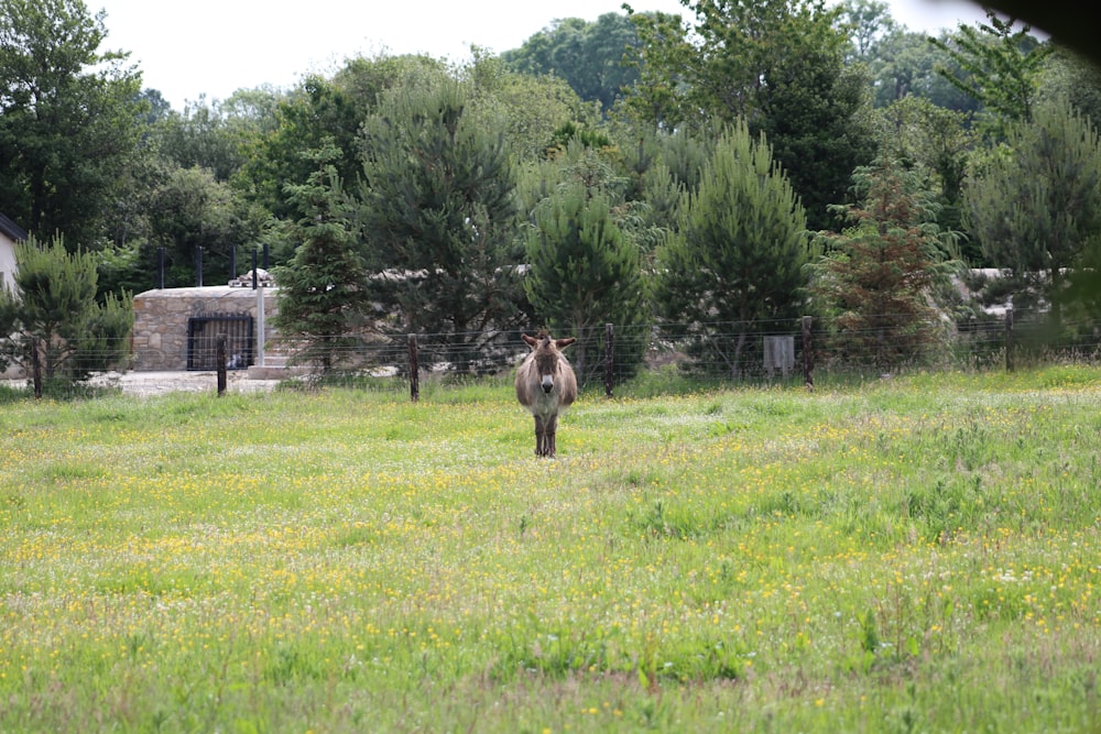 a donkey standing in a field of grass