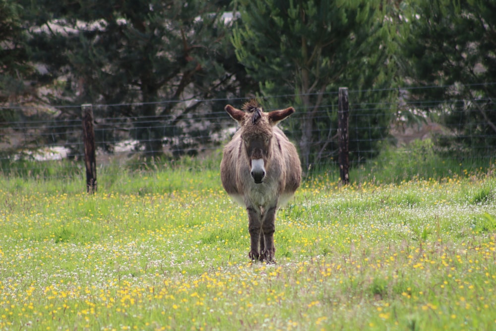 a donkey standing in a field of grass