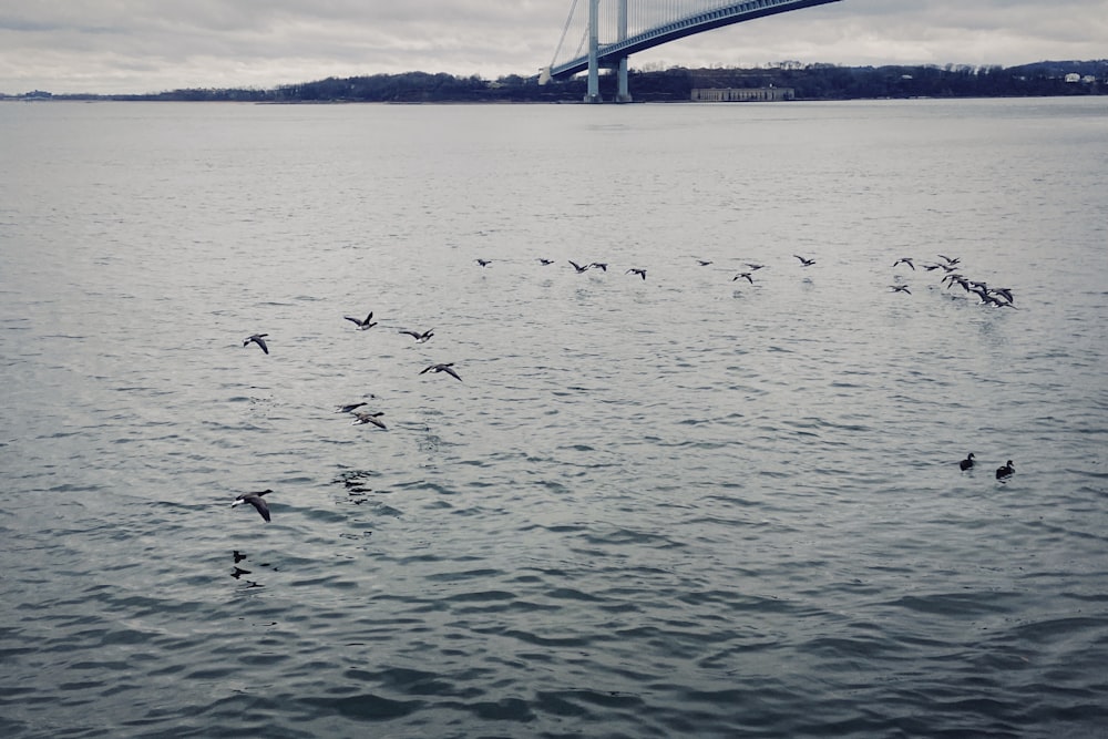 a flock of birds flying over a large body of water