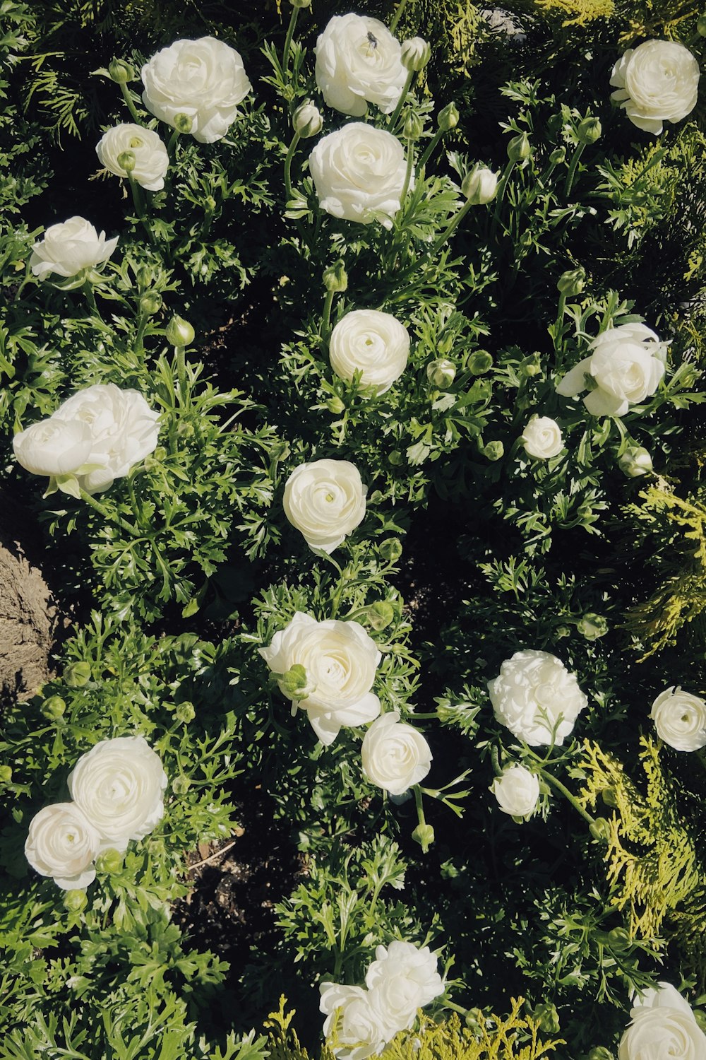 a bunch of white flowers that are in the grass