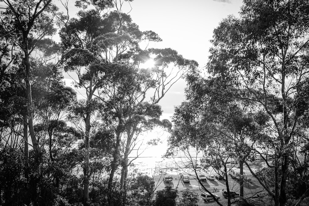 a black and white photo of the sun peeking through the trees