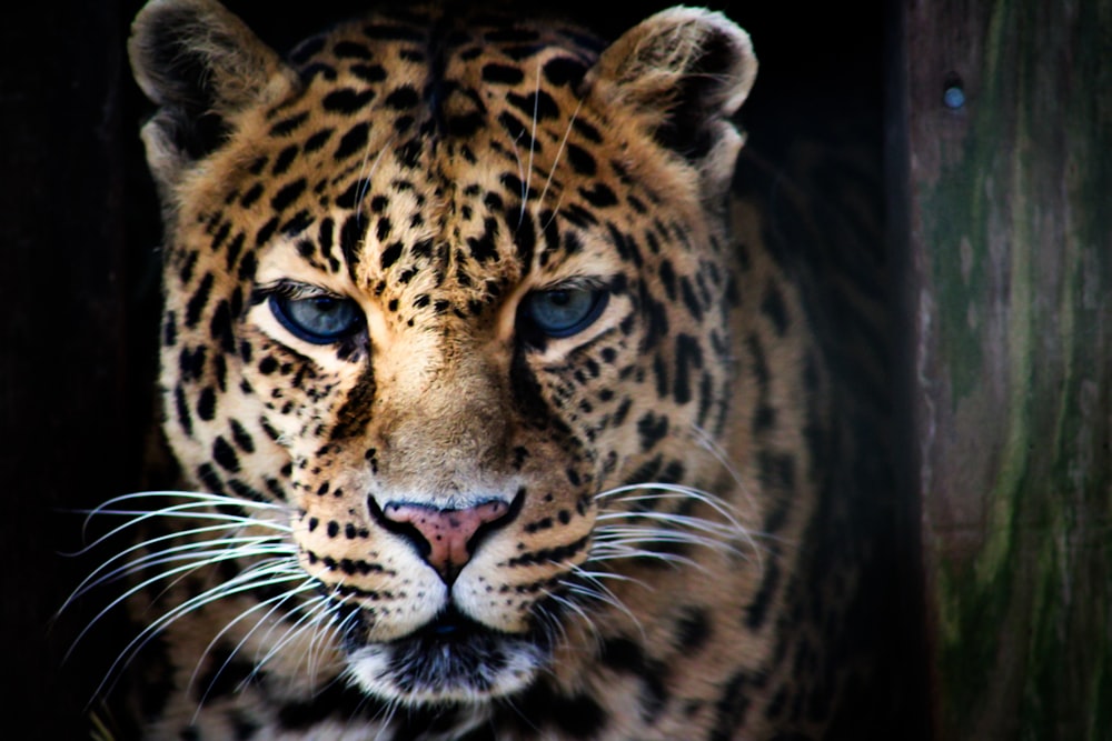 a close up of a leopard with blue eyes
