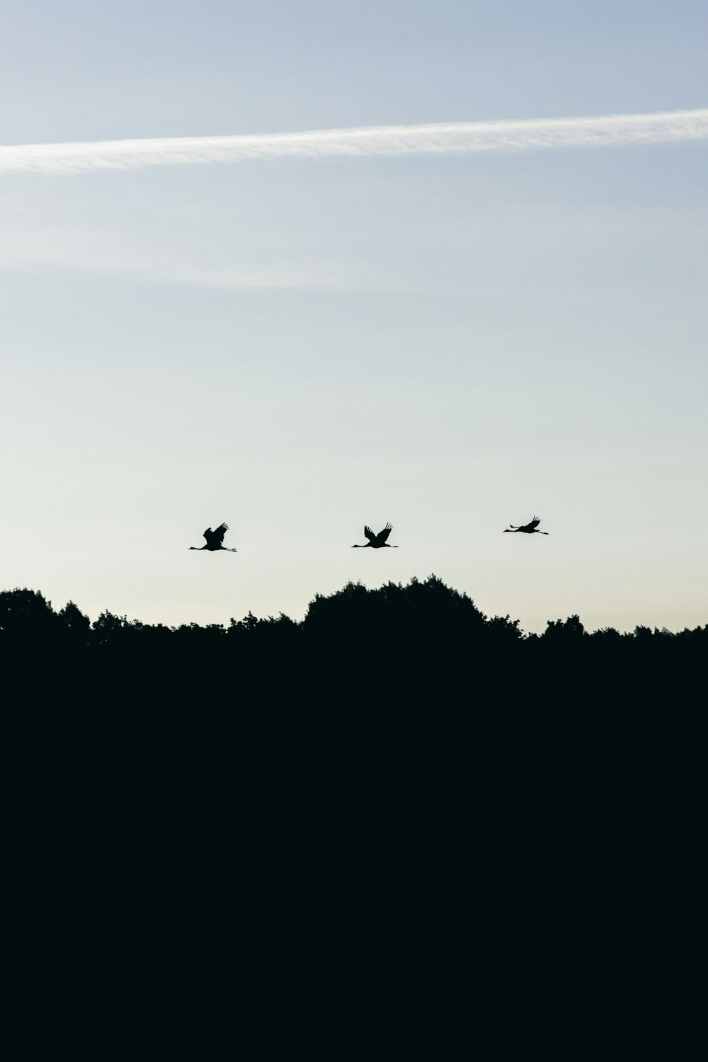 a group of birds flying over a hill