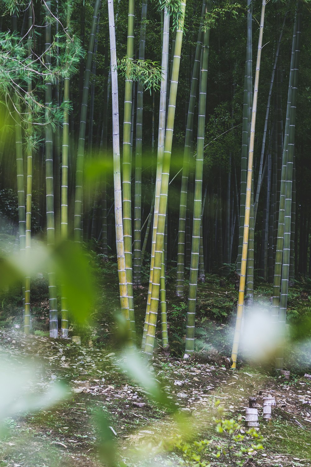 a group of tall bamboo trees in a forest