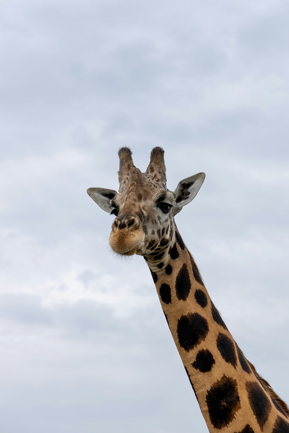 Eine Giraffe steht vor einem bewölkten Himmel