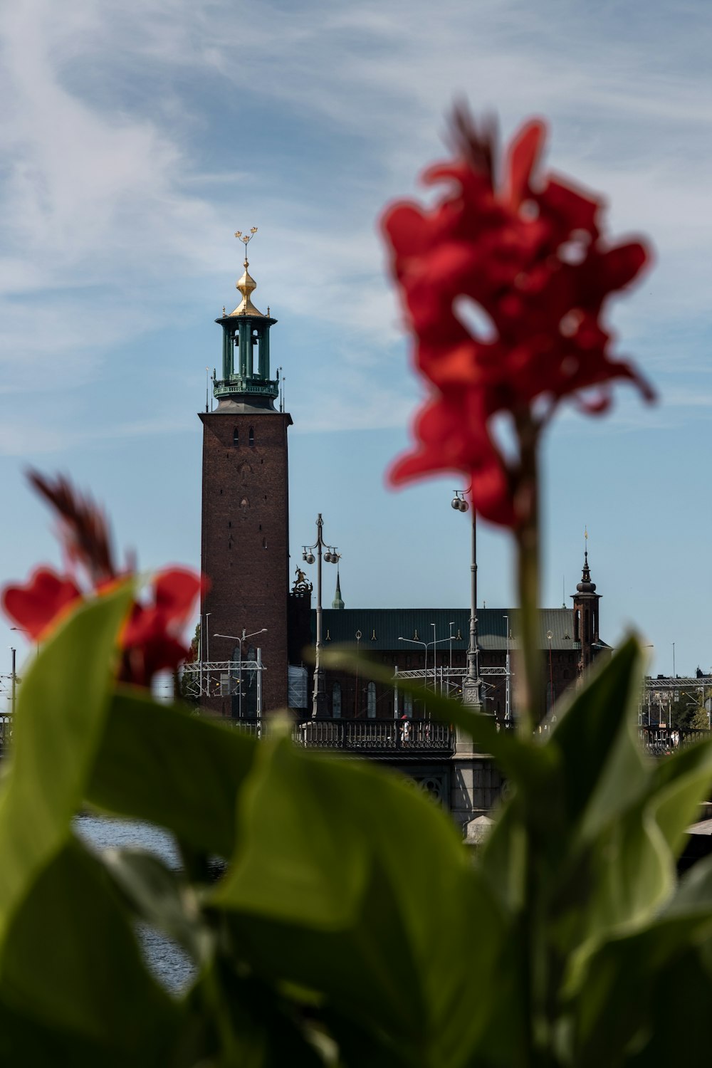 a red flower in front of a building with a clock tower in the background