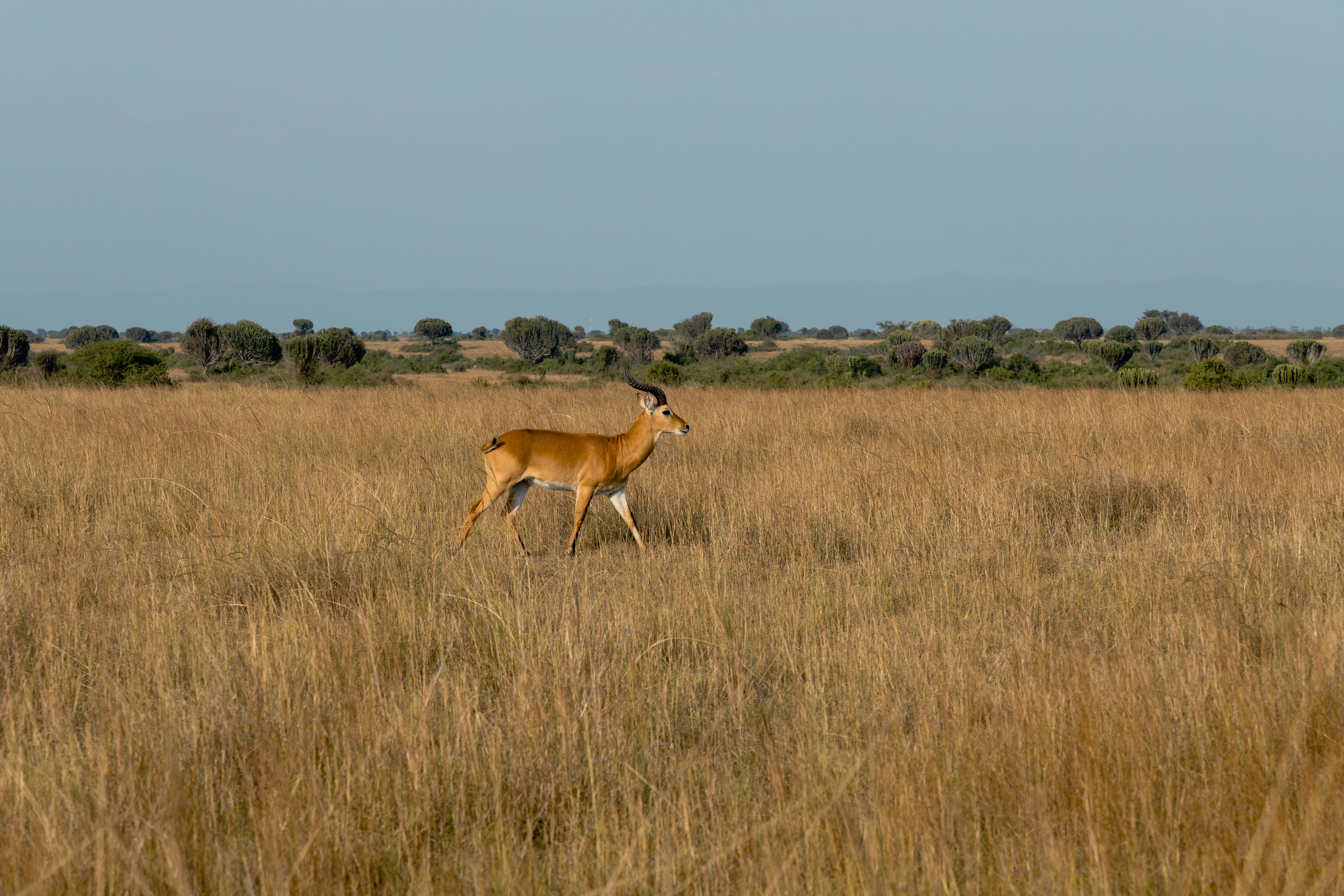 a gazelle and a deer in a field of tall grass
