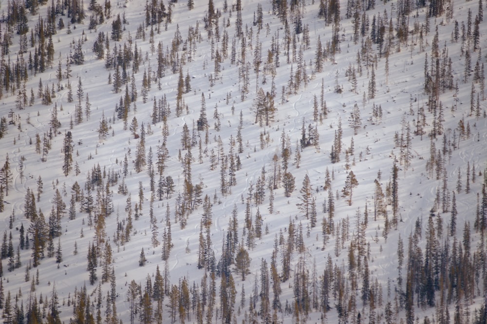 an aerial view of a snow covered forest