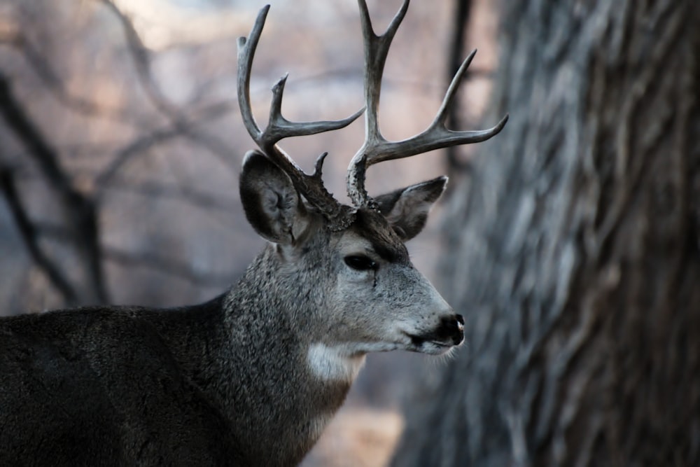 a close up of a deer near a tree