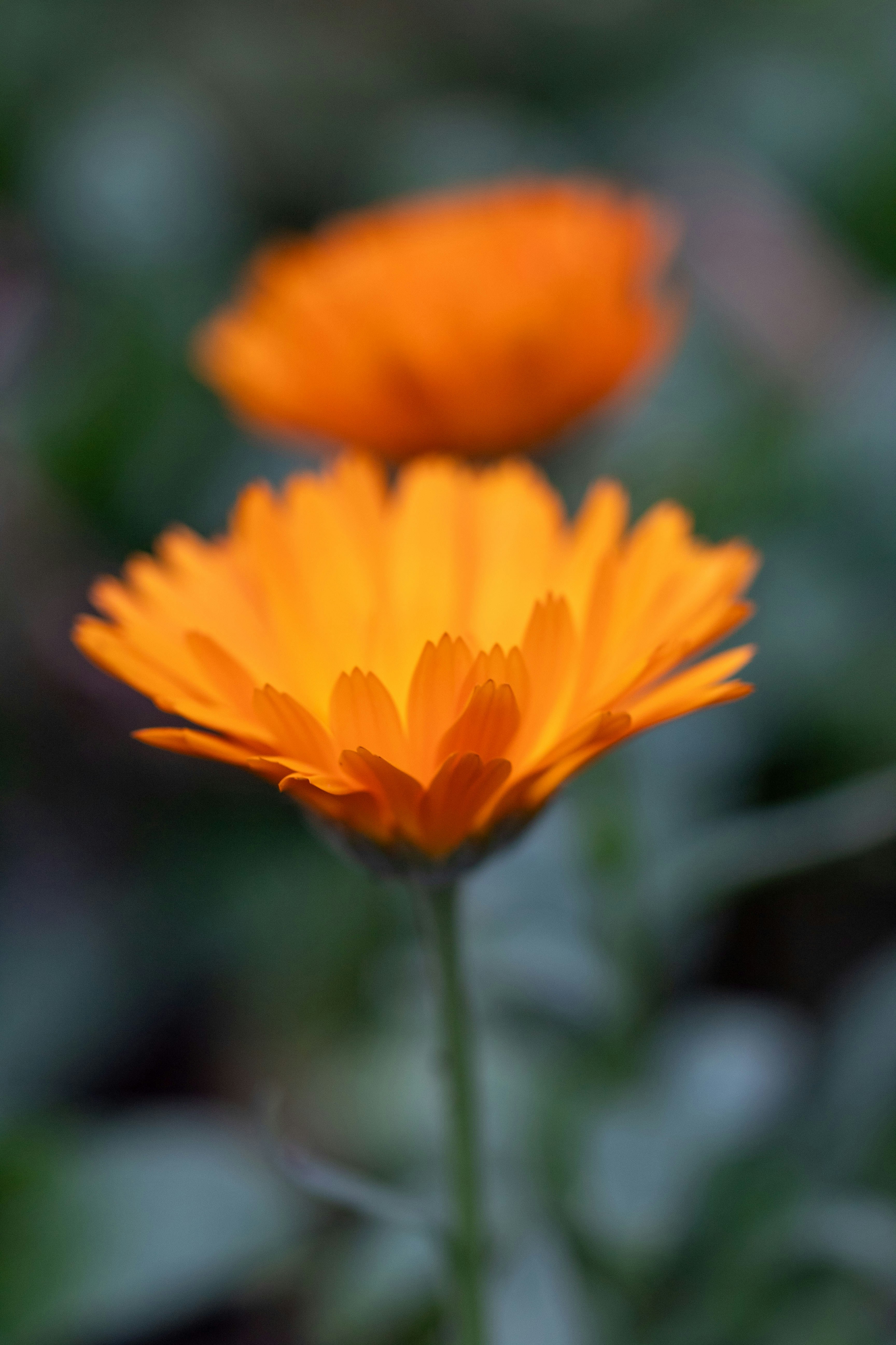 Photo by scarlettflower