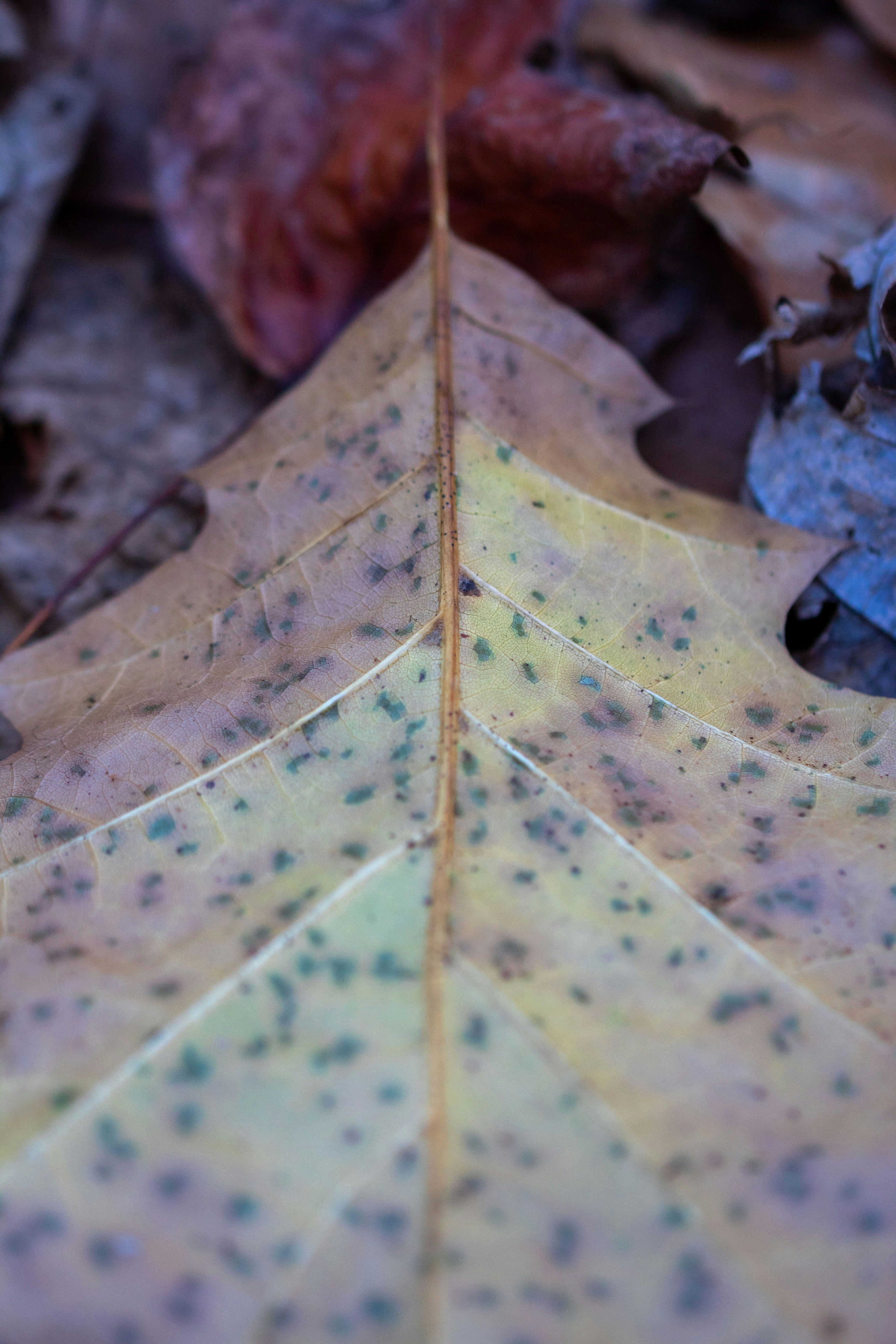 Photo by scarlettflower