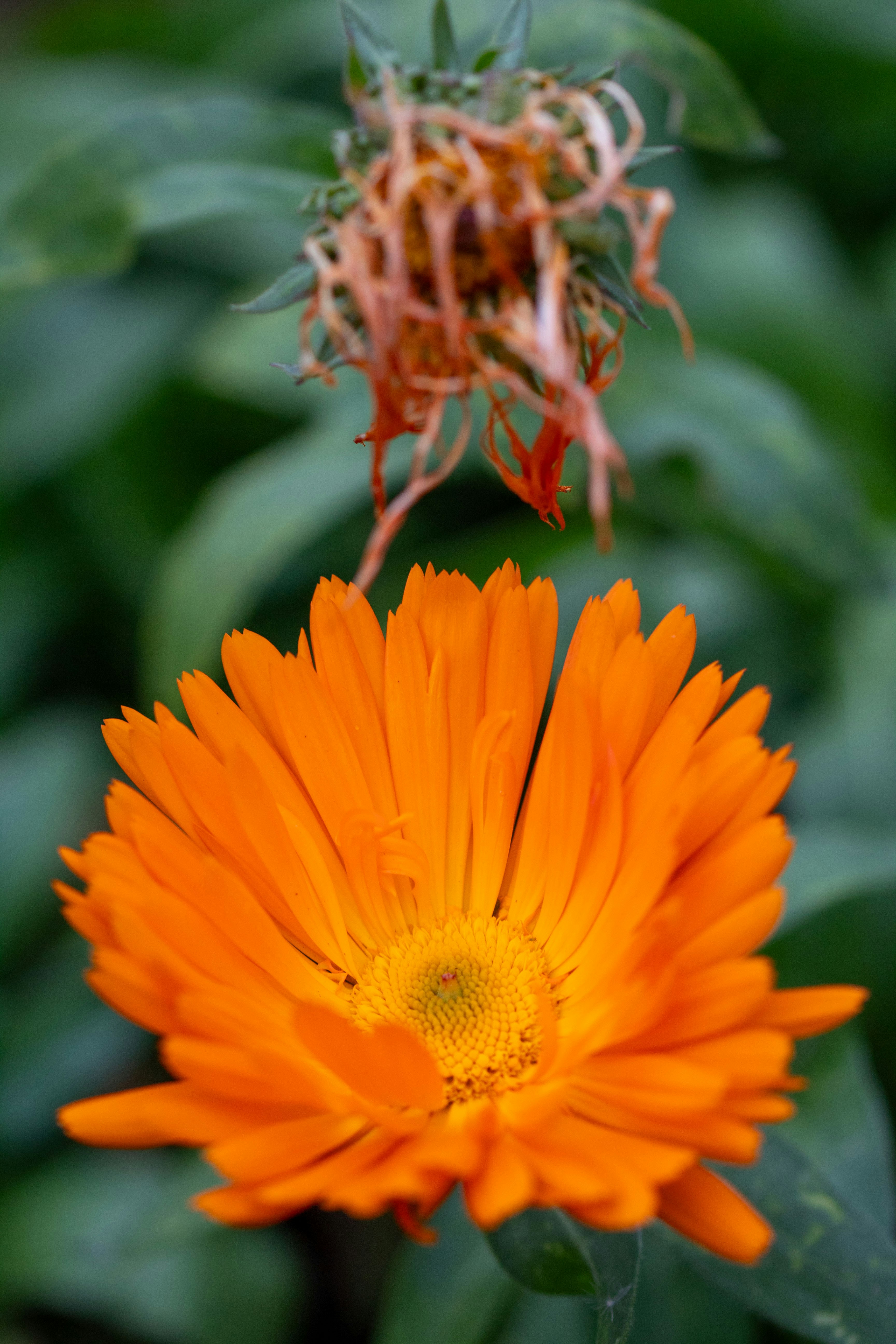 Photo by scarlettflower