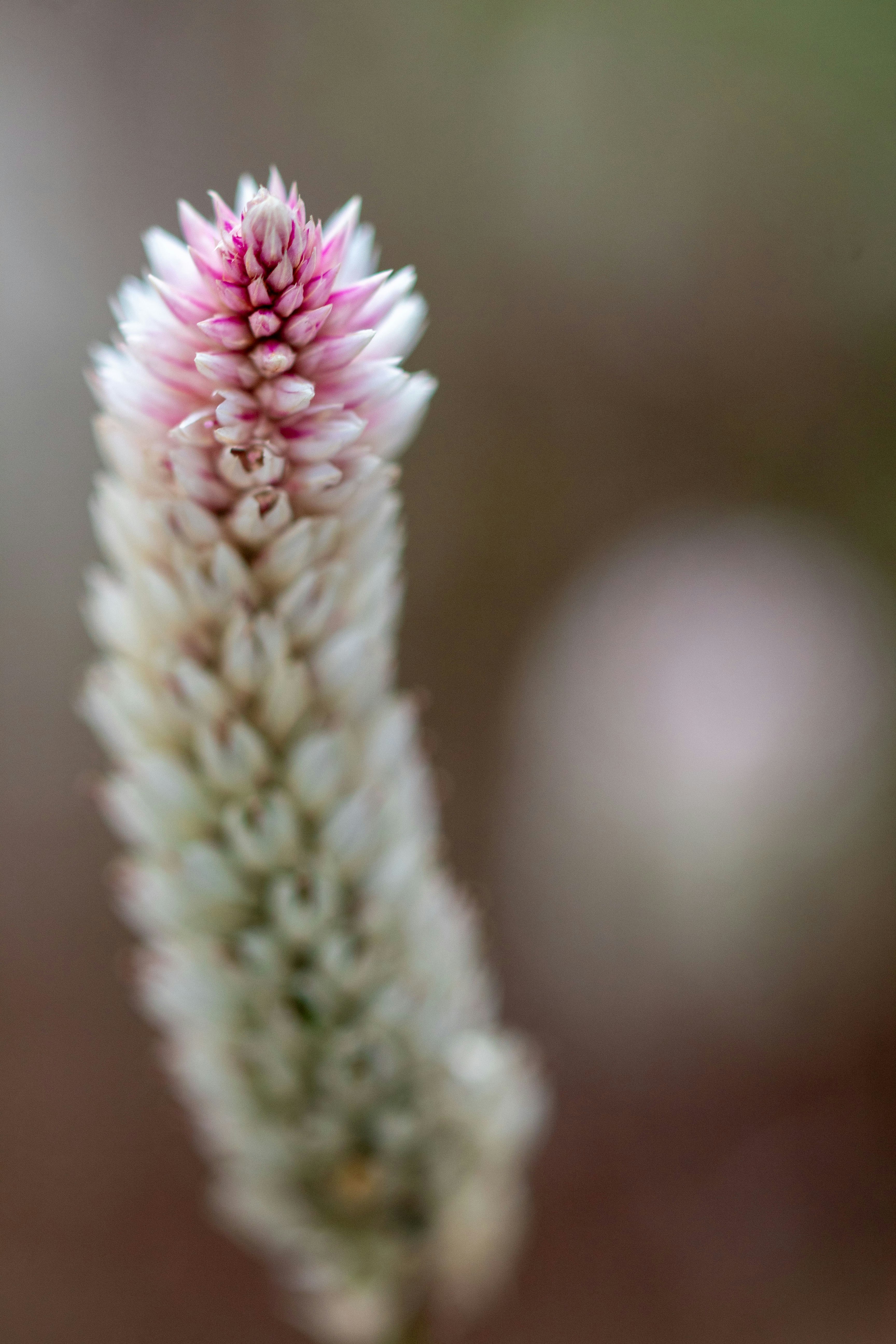 Photo by scarlettflower