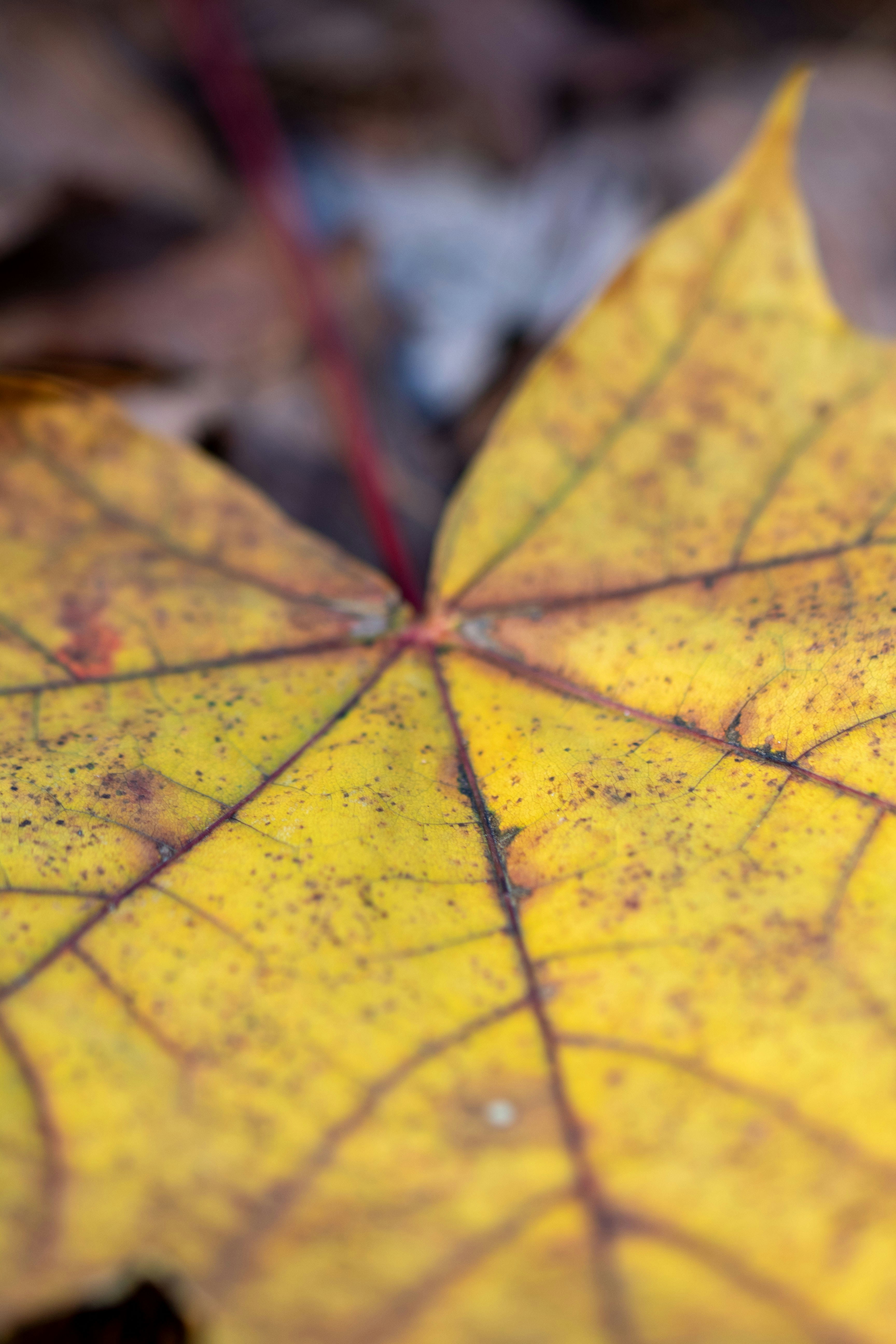 Photo by scarlettflower