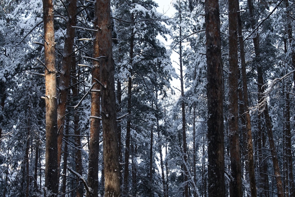 a forest filled with lots of tall trees covered in snow