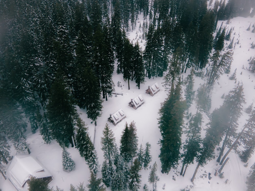 a snow covered forest filled with lots of trees