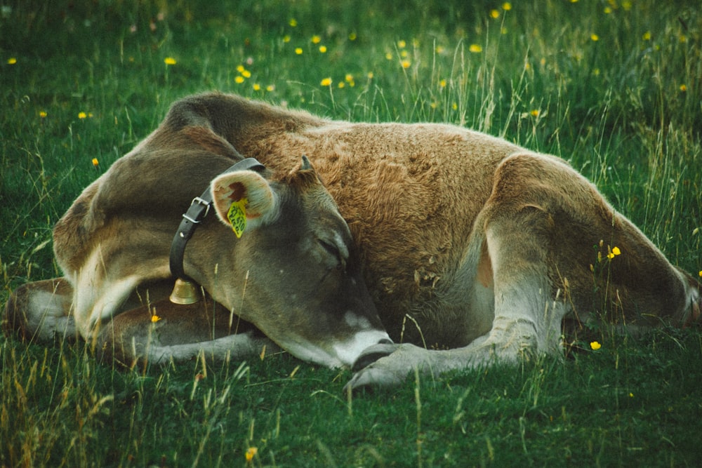 a brown cow laying on top of a lush green field