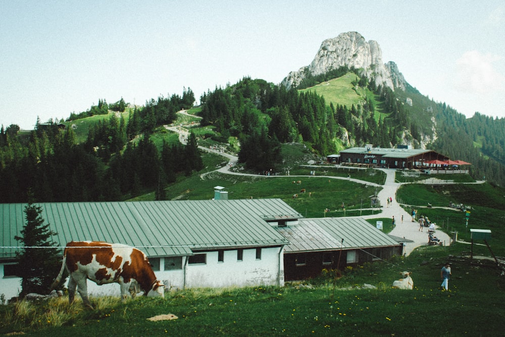 a brown and white cow standing on top of a lush green hillside