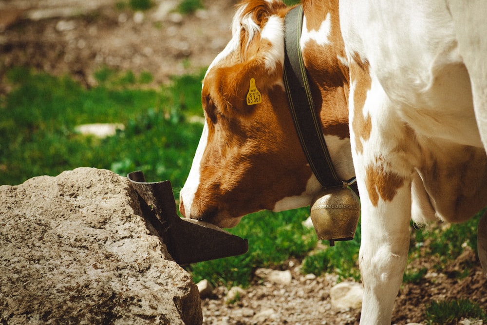 a brown and white cow with a bell around its neck