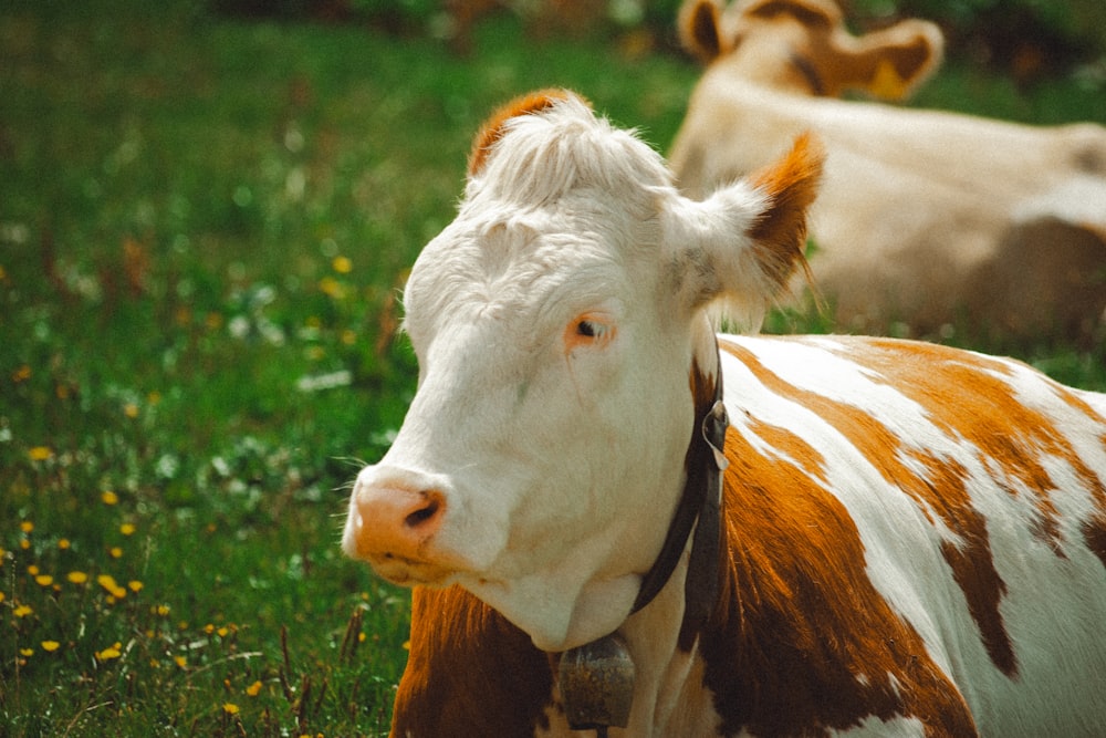 a brown and white cow laying on top of a lush green field