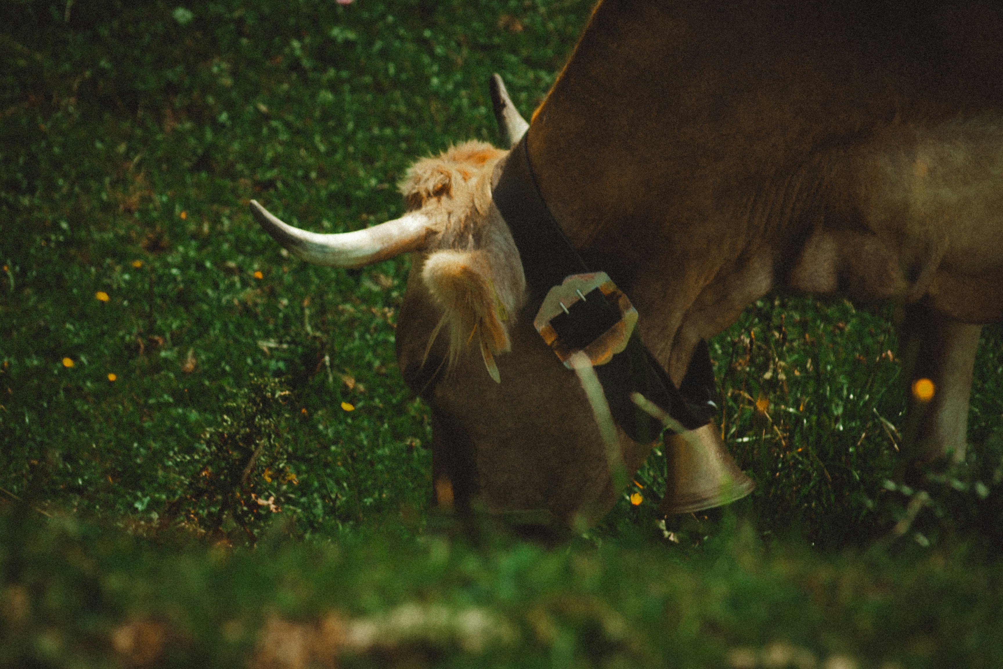 a cow with horns grazing on grass in a field
