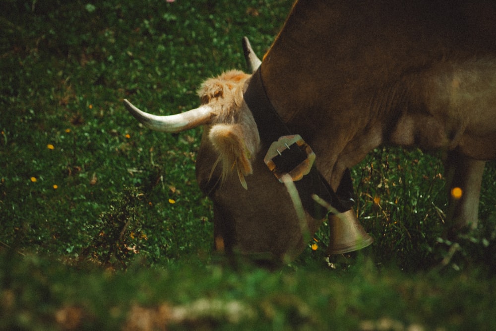 eine Kuh mit Hörnern, die auf einem Feld auf Gras grast