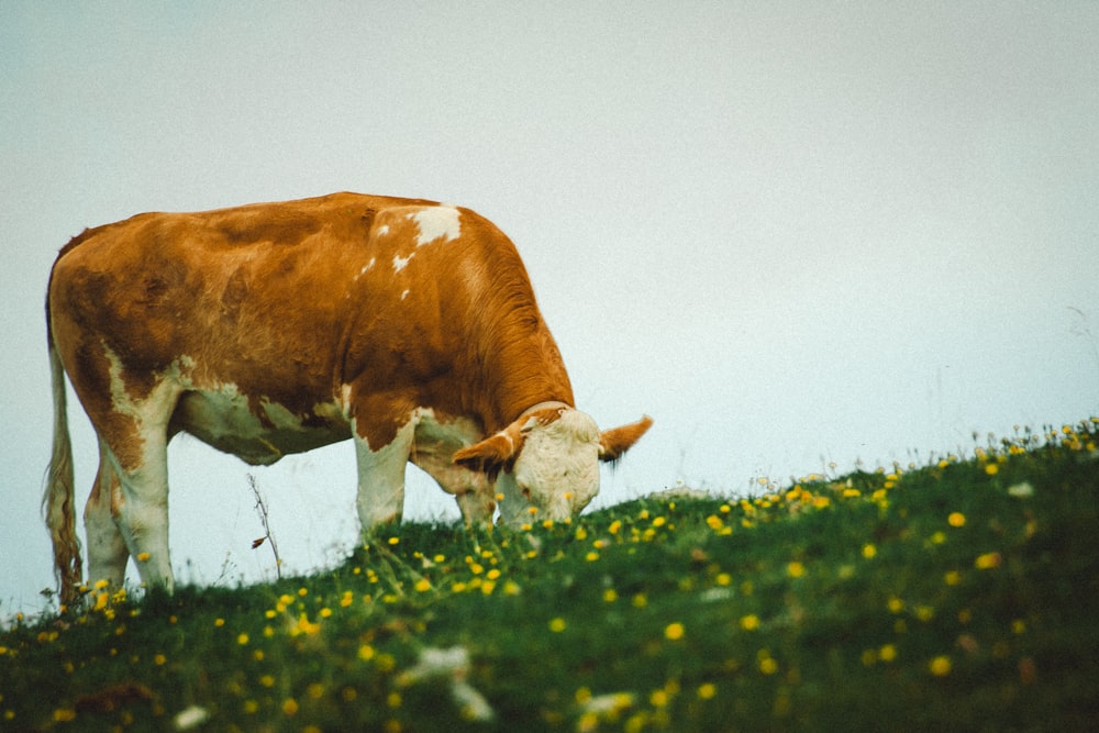 a brown and white cow eating grass on a hill