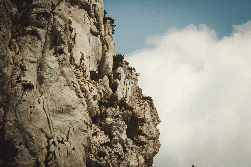 a lone tree on the side of a mountain