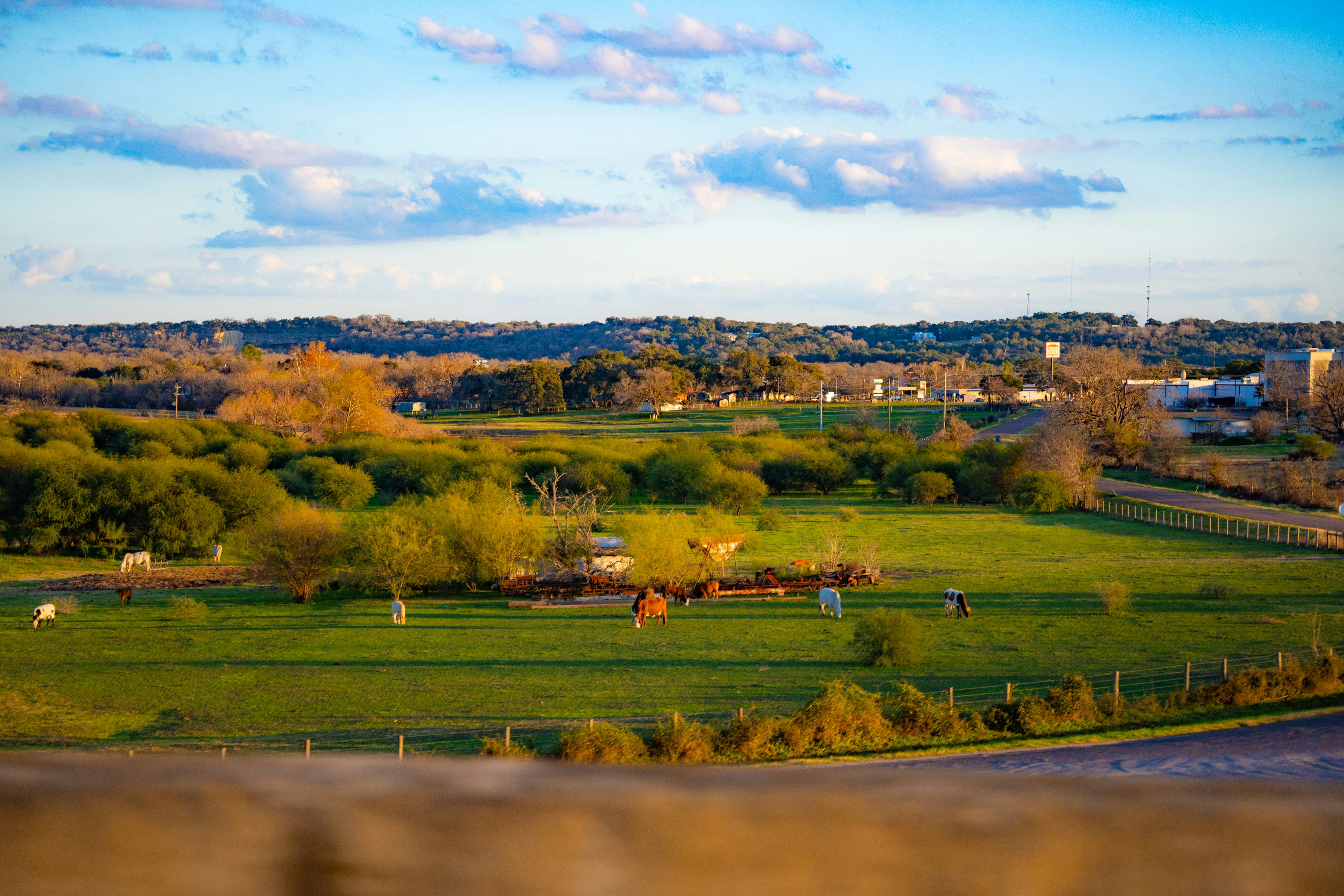 a green field with horses grazing on it