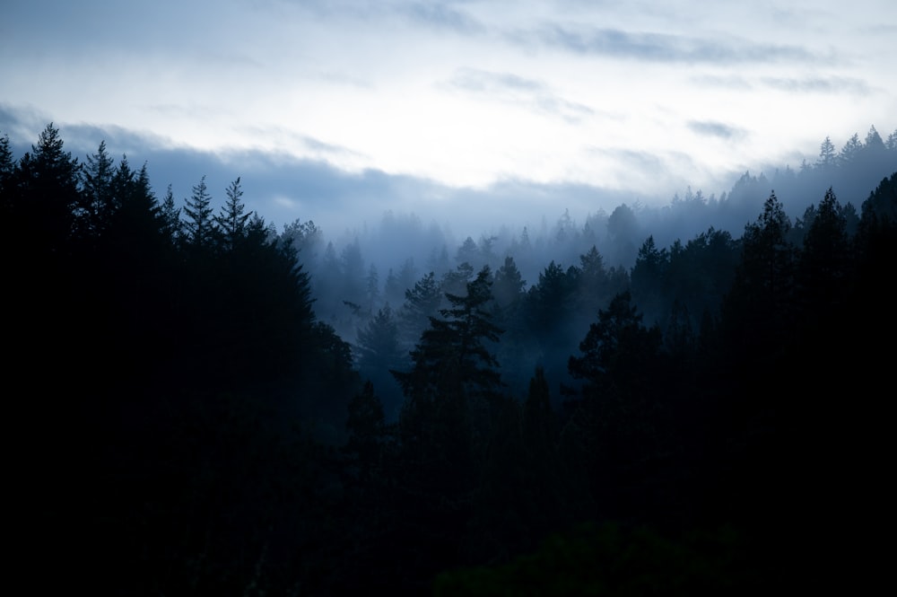 a foggy forest filled with lots of trees