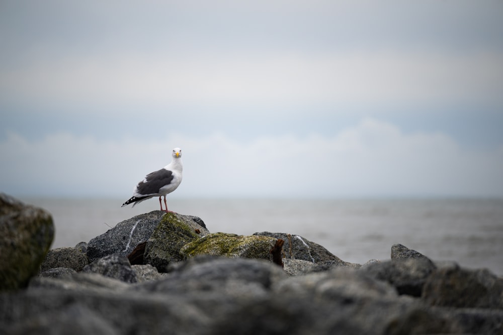 a seagull sitting on a rock near the ocean