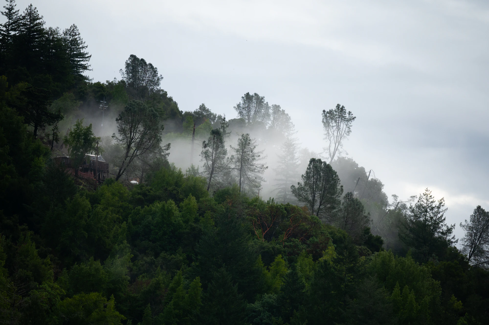 Fog rolling over forested hills in the Santa Cruz Mountains, California