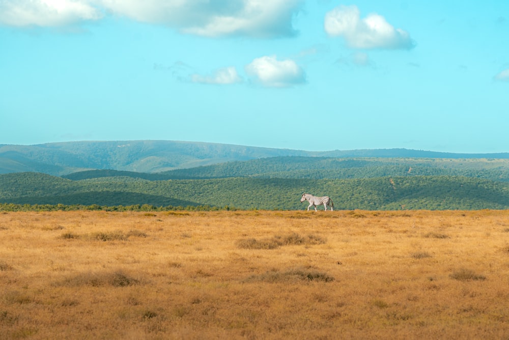 a zebra standing in a field with mountains in the background