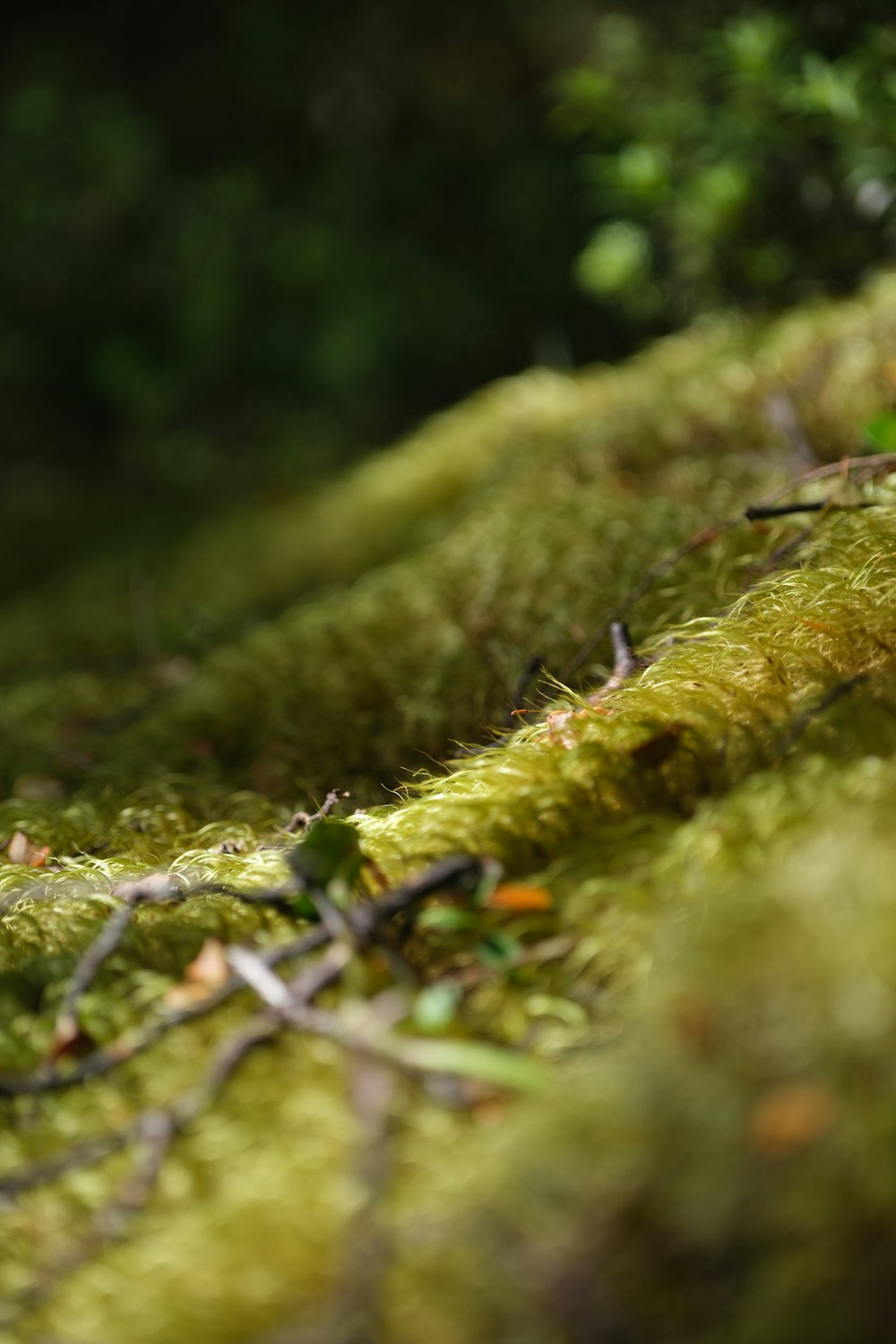 a close up of moss growing on a tree